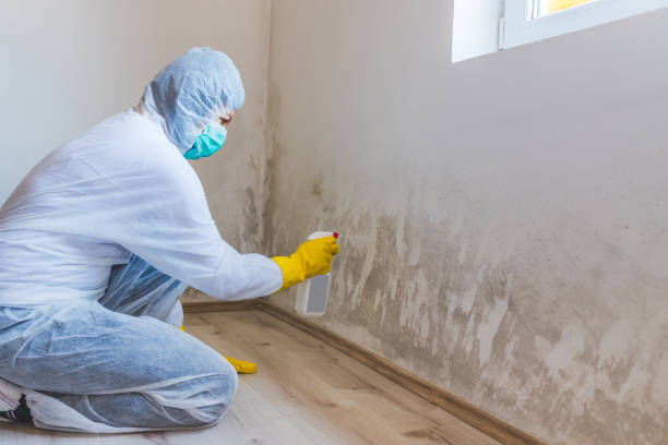 Licensed Mold Remediation service in Springfield, KY - 24 Hour Mold Removal