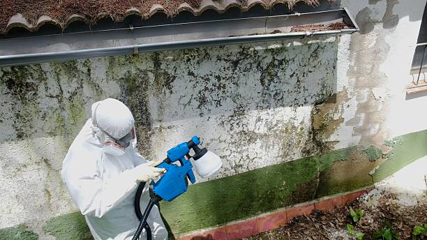 Top rated local Mold Remediation specialists in Springfield, KY